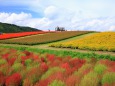 コキアの紅葉と花畑