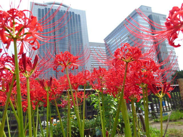 散歩道の花 1609-29-1