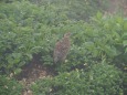 八方池のチビ雷鳥