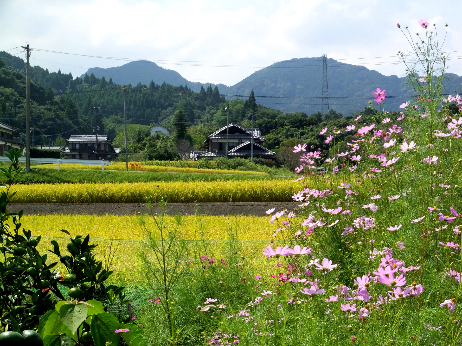 トップ100壁紙 田舎 美しい花の画像