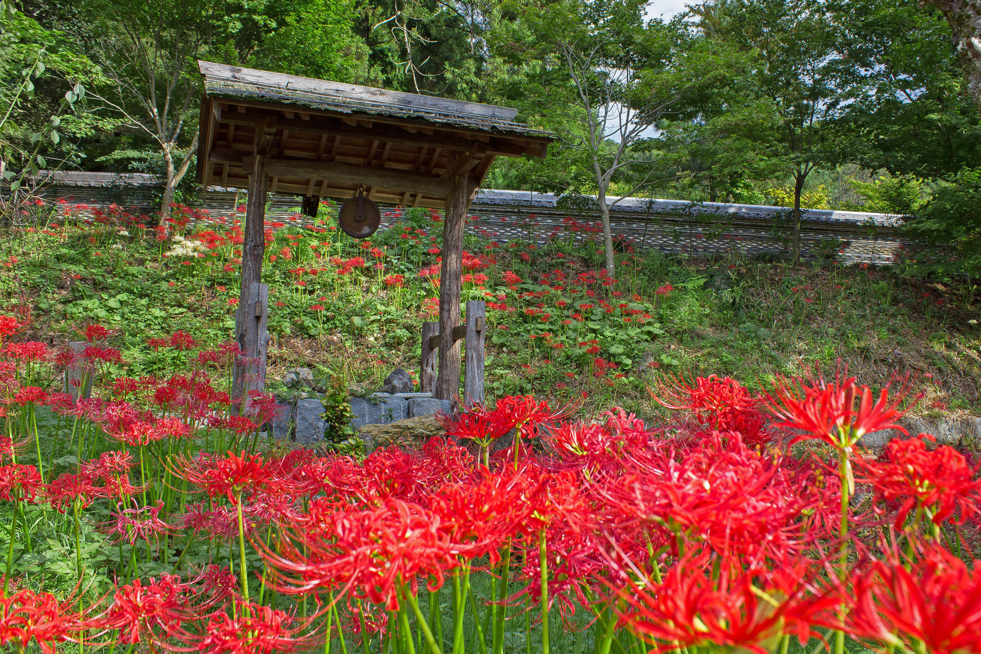 花 植物 大智寺の彼岸花 壁紙19x1280 壁紙館