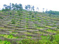 防風林の再生プロジェクト