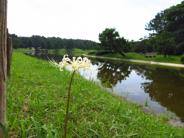 散歩道の花 1610-5-1