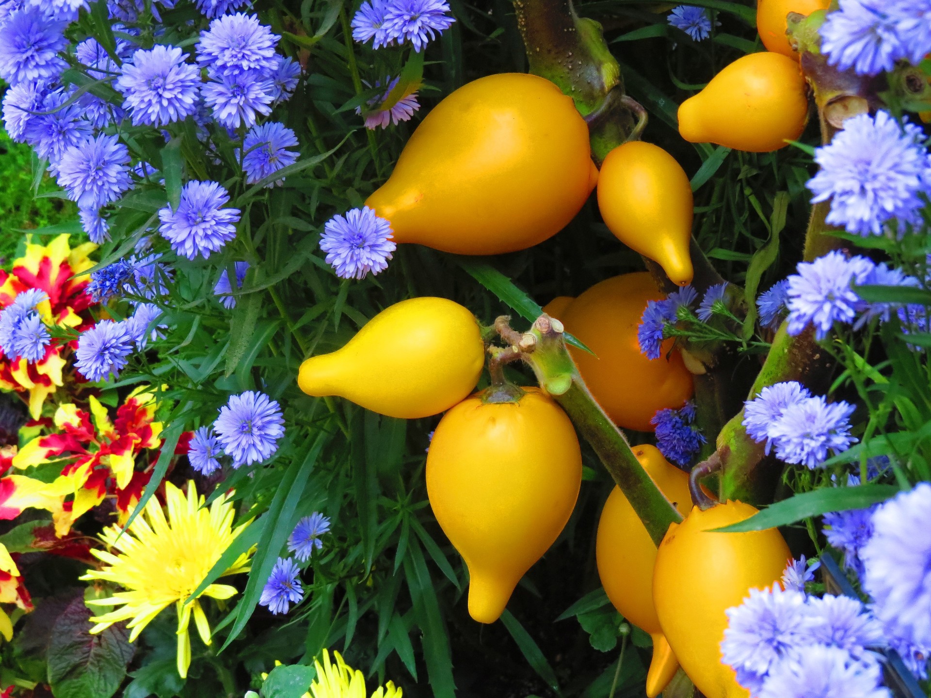 花 植物 フォックスフェイス ツノナス 壁紙1920x1440 壁紙館