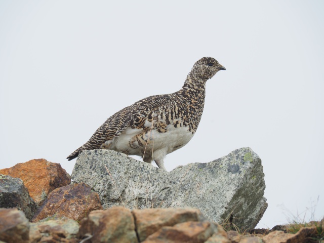 小蓮華山のママ雷鳥