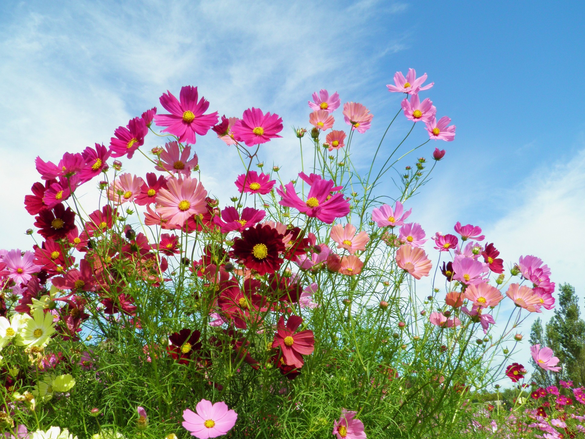 花 植物 コスモス オレンジキャンパス 壁紙19x1440 壁紙館