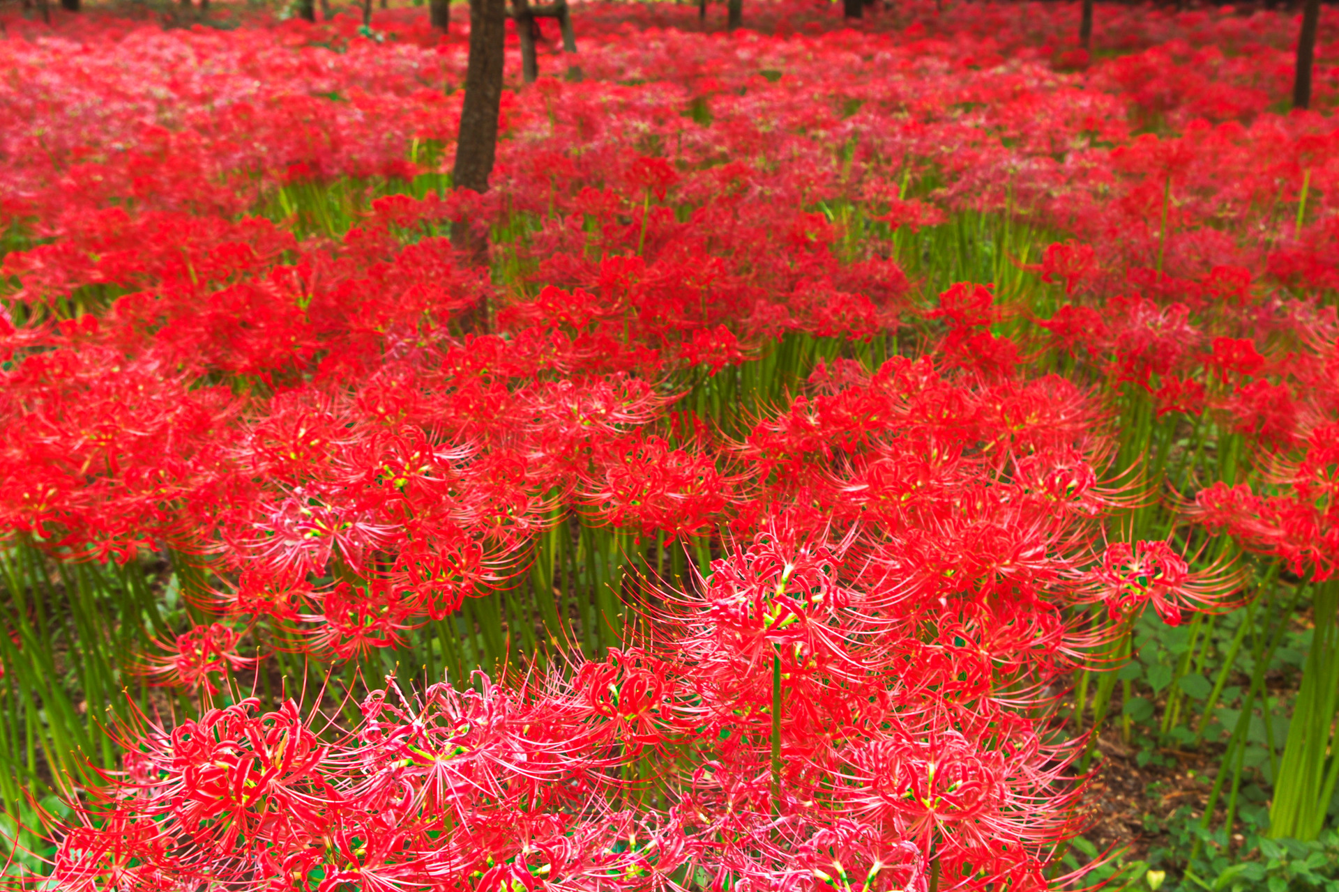 花 植物 彼岸花 壁紙19x1280 壁紙館