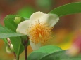 茶の木に咲いた花