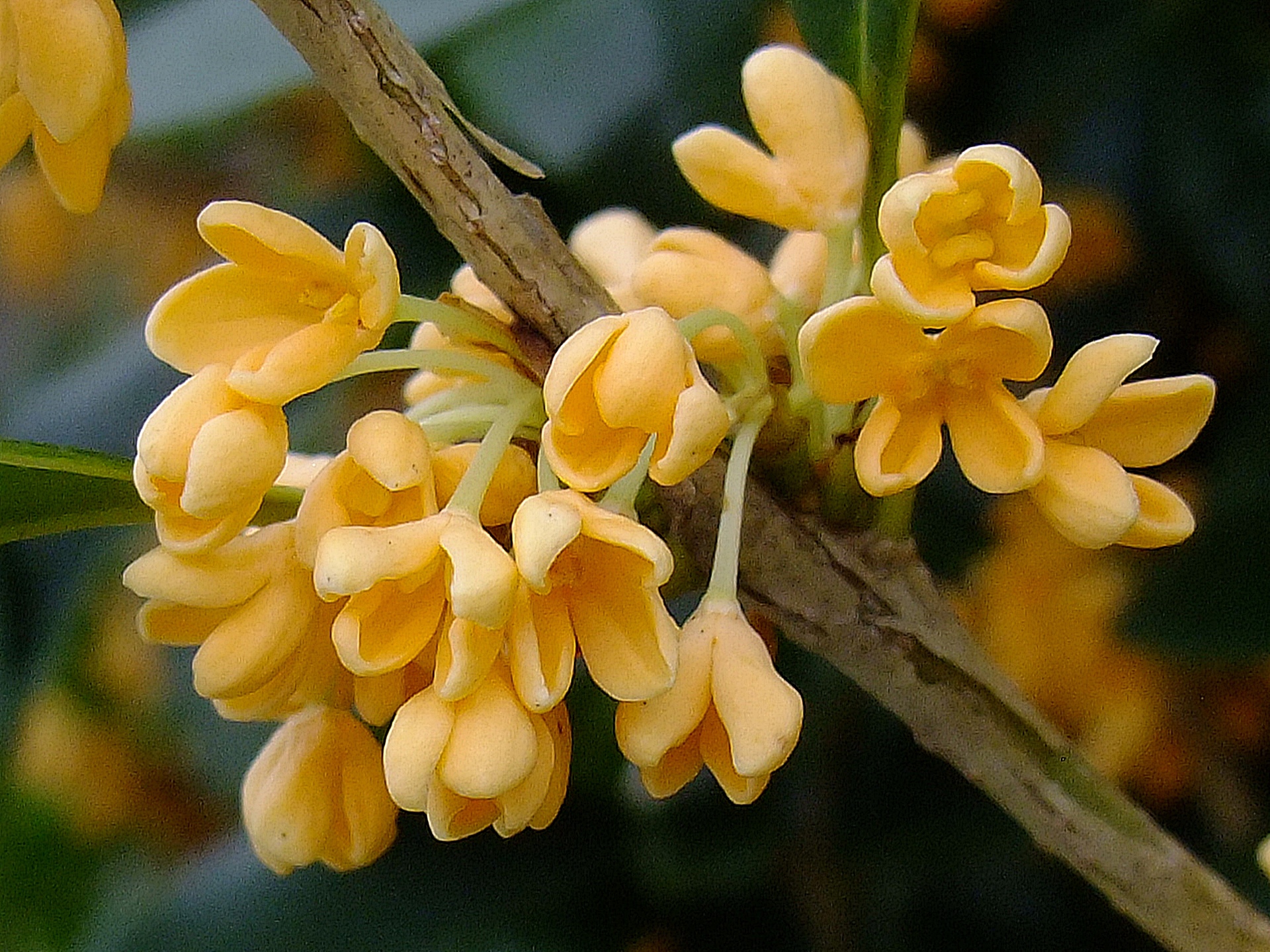 花 植物 金木犀 壁紙19x1440 壁紙館