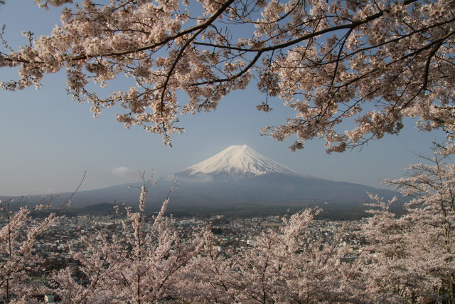 桜&富士山