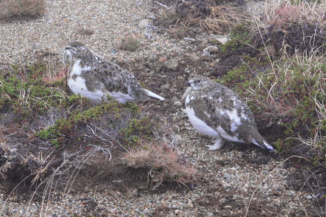 丸山のチビ雷鳥達