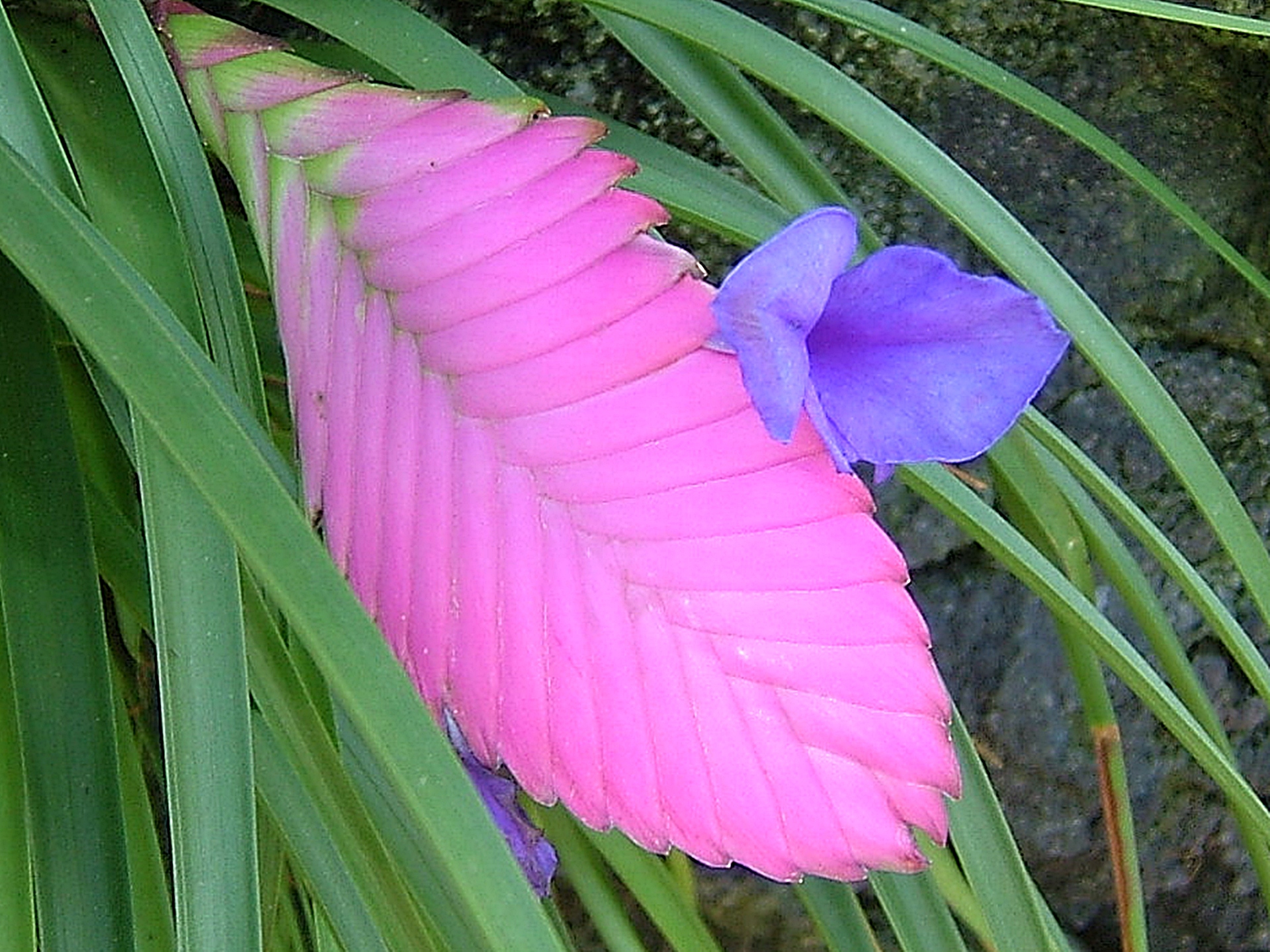 花 植物 チランジア キアネア 壁紙19x1439 壁紙館