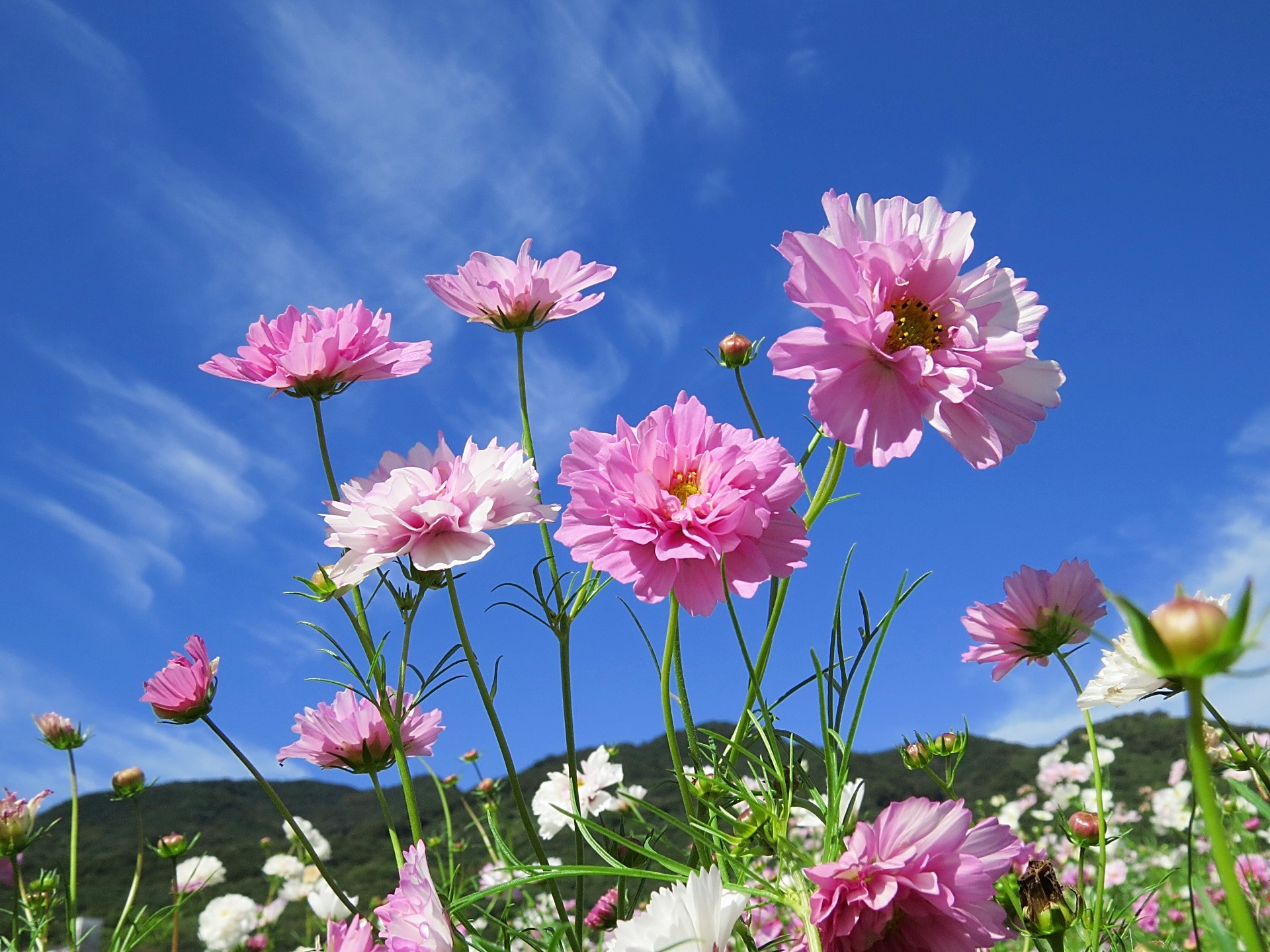 最高壁紙 Dc 画像 最高の花の画像 最高壁紙 Dc 画像 最高の花の画像