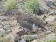 船越ノ頭の雄雷鳥