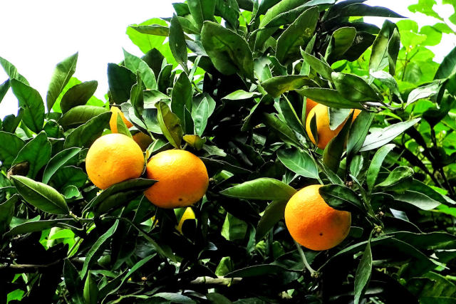 秋の果実 ミカン