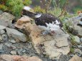 仙丈ヶ岳の雄雷鳥