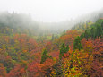 紅葉に霧の河合谷高原
