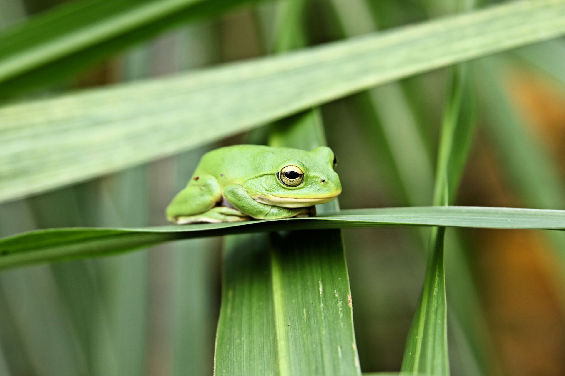 動物 その他 小さくて可愛いアマガエル 壁紙19x1280 壁紙館