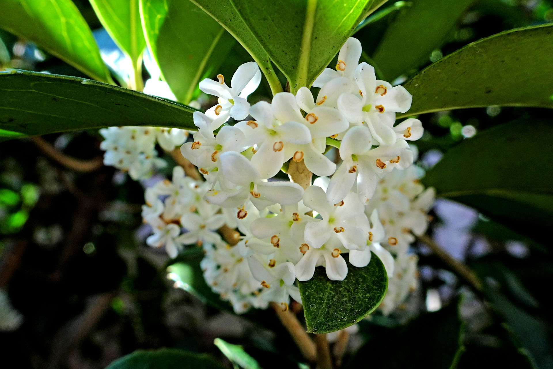 花 植物 セイヨウヒイラギ 壁紙19x1280 壁紙館