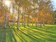 真駒内公園の紅葉3～輝く白樺林