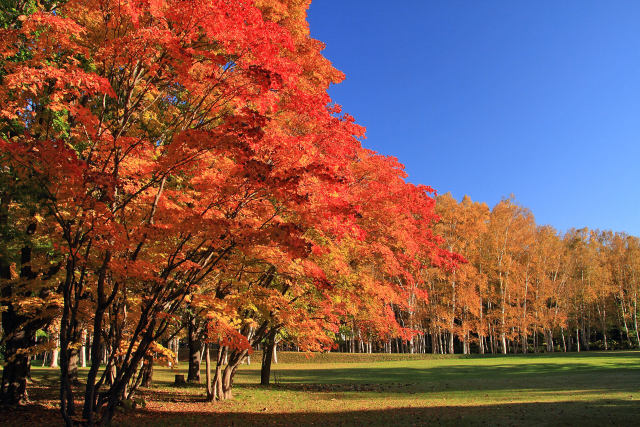 真駒内公園の紅葉5～秋の輝き