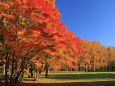 真駒内公園の紅葉5～秋の輝き