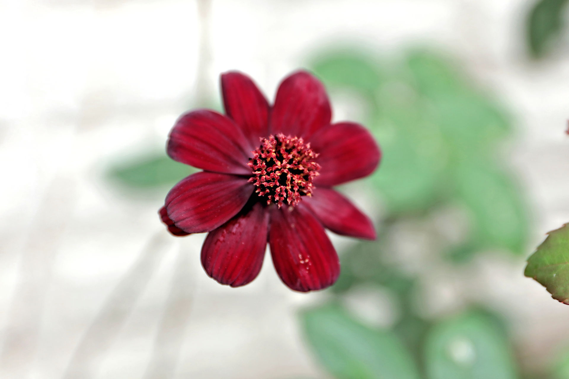 花 植物 チョコレートコスモス 壁紙19x1280 壁紙館