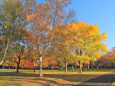 真駒内公園の紅葉7～秋燦々