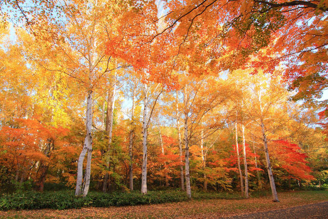 真駒内公園の紅葉8～秋彩