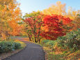 真駒内公園の紅葉9～盛秋の道