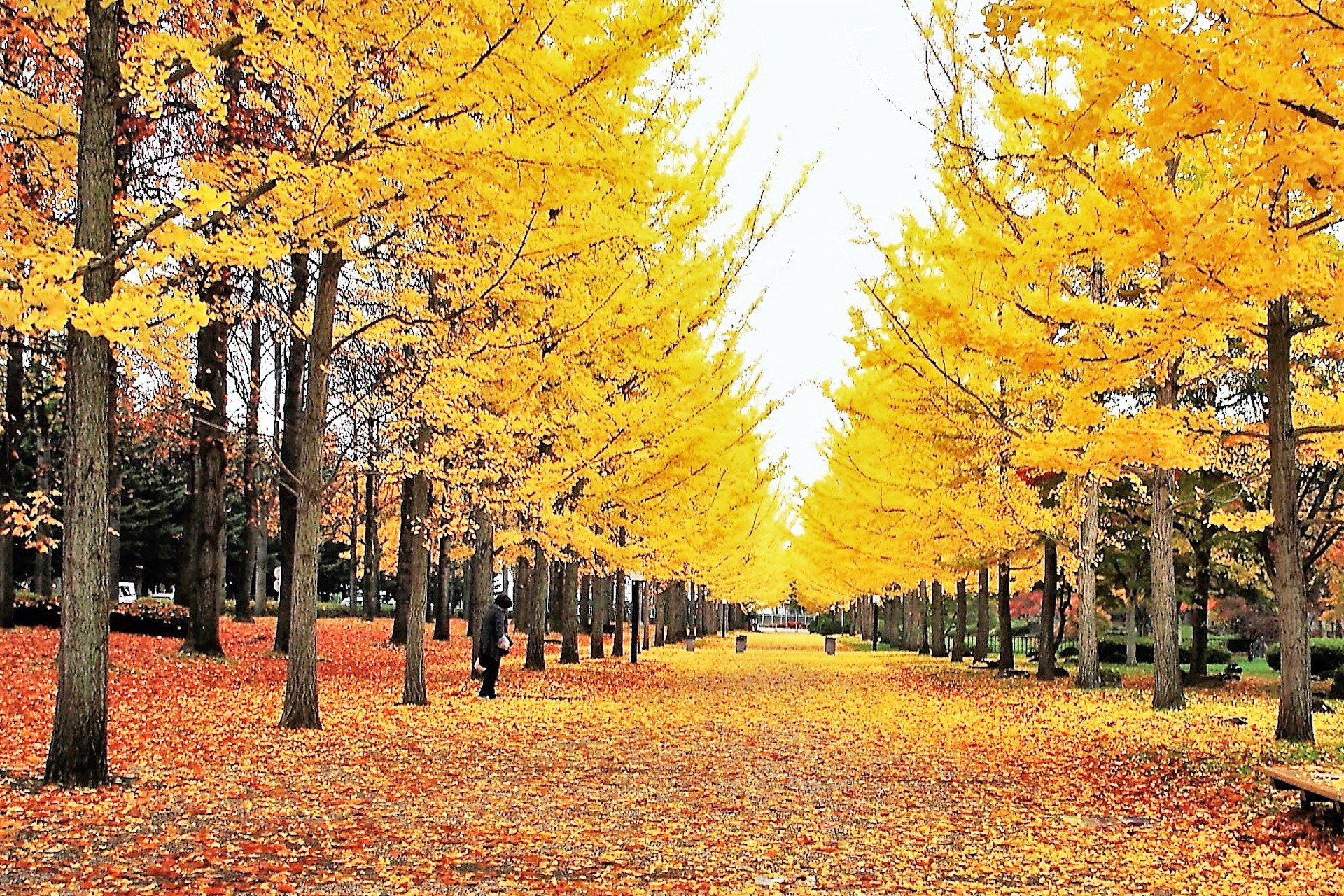 日本の風景 秋の公園 壁紙19x1280 壁紙館