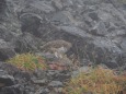 槍ヶ岳の雌雷鳥