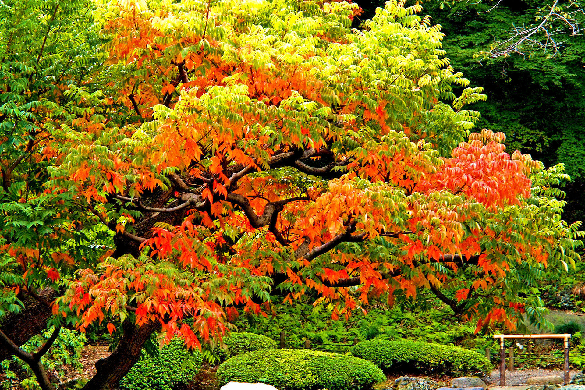 花 植物 ハゼの紅葉 壁紙19x1280 壁紙館