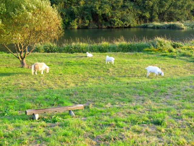 川辺のポニーとヤギの牧場
