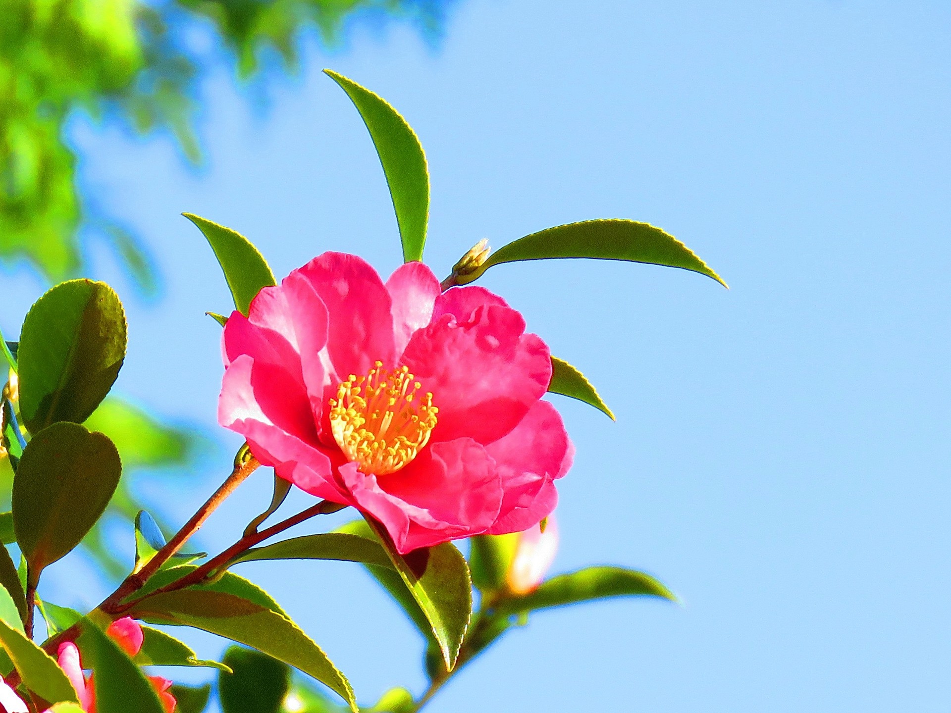 花 植物 輝く一輪のサザンカ 壁紙19x1440 壁紙館