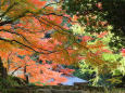 銀杏と楓-清徳寺