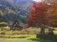 紅葉の白川郷