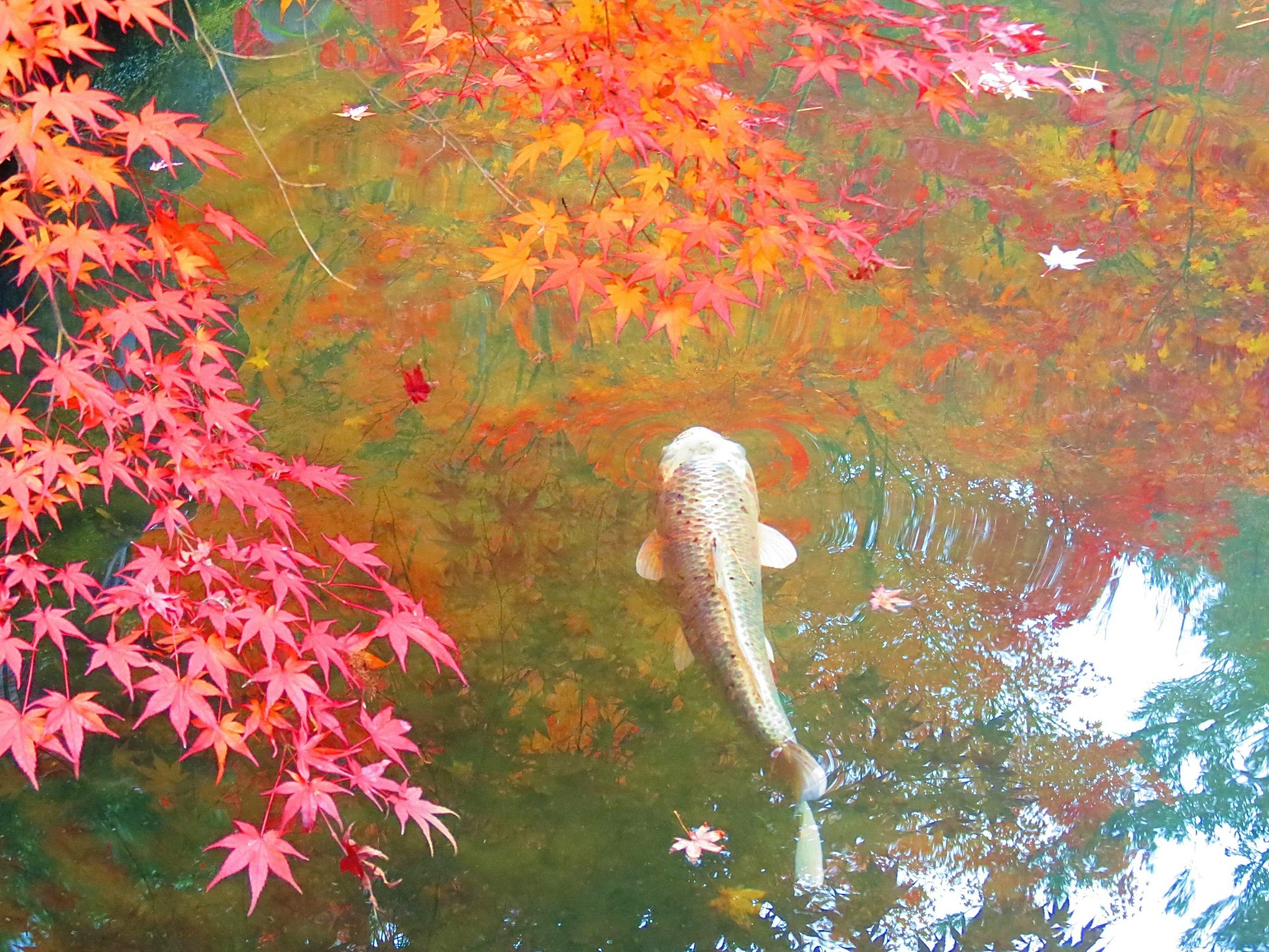 花 植物 鯉泳ぐ池の紅葉 壁紙19x1440 壁紙館
