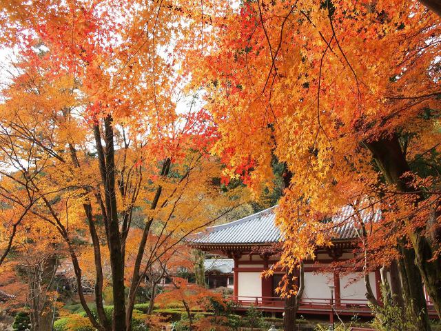 花の寺久安寺の紅葉