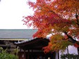 高台寺庭の紅葉