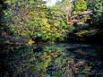 秋の彩りを映す御池