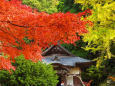 清徳寺の紅葉
