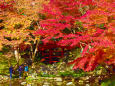 小石川後楽園・通天橋と紅葉