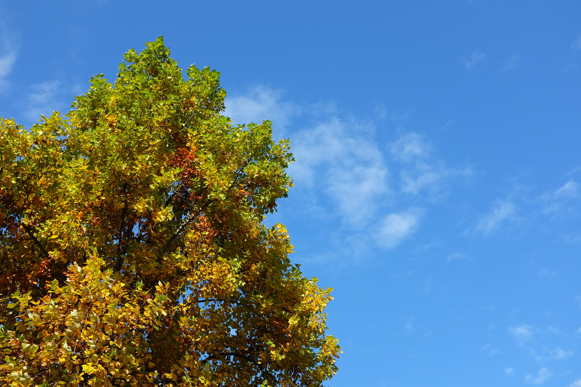 日本の風景 青空と色づく木の葉 壁紙19x1280 壁紙館