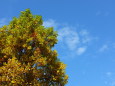 青空と色づく木の葉