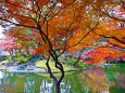 小石川後楽園 水辺の紅葉
