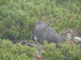 仙丈ヶ岳の雄雷鳥