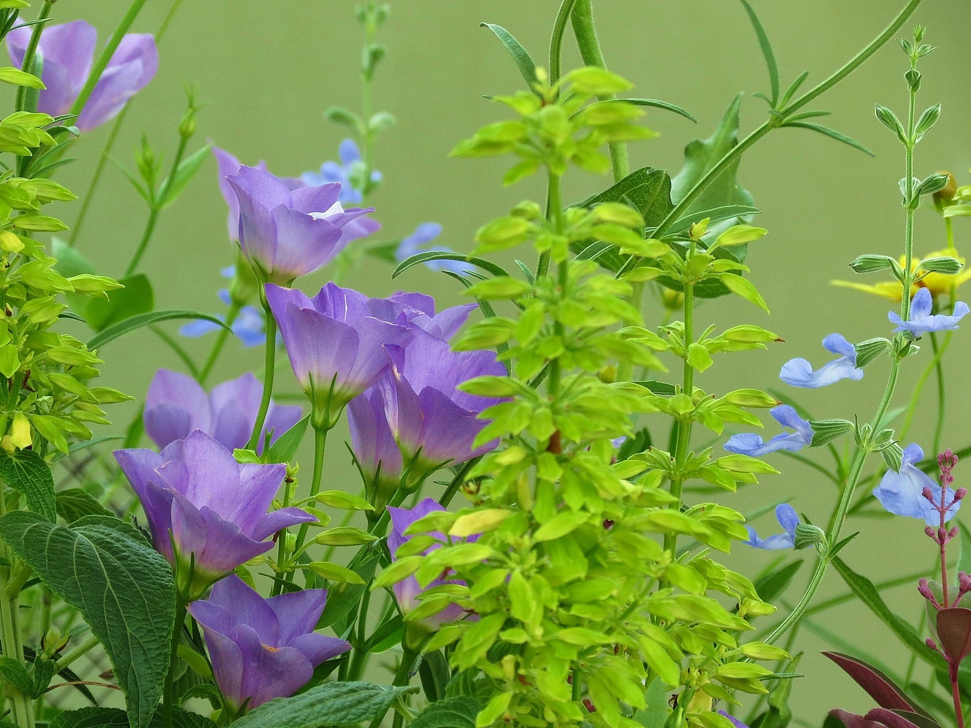 花 植物 青いトルコキキョウ 壁紙19x1440 壁紙館 花 植物 青いトルコキキョウ 壁紙19x1440 壁紙館