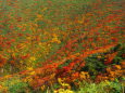 秋の栗駒山