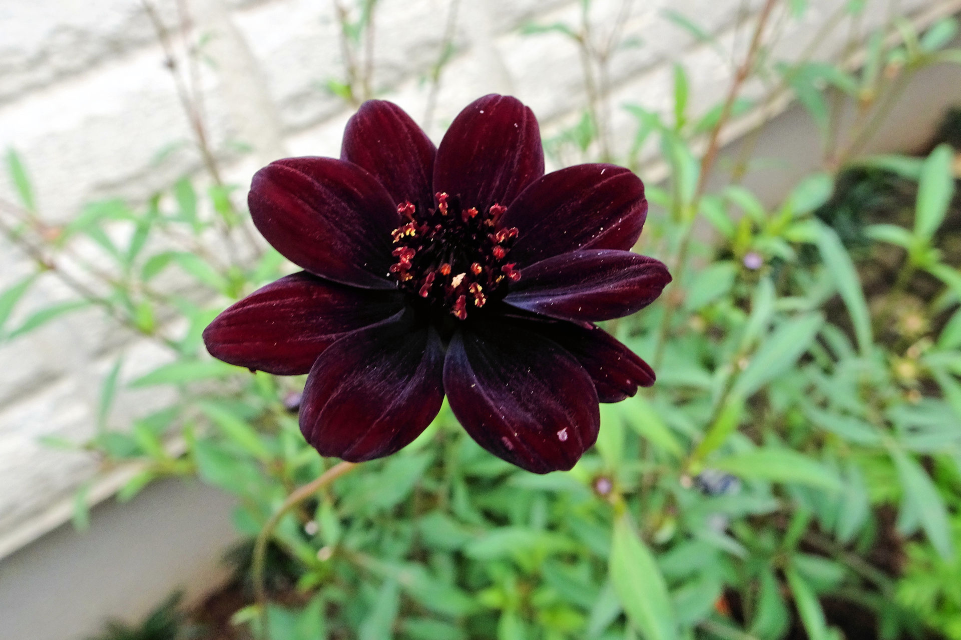 花 植物 チョコレートコスモス 壁紙19x1280 壁紙館